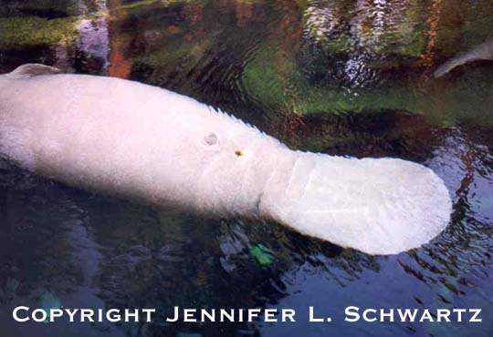manatee_10.jpg (39797 bytes)