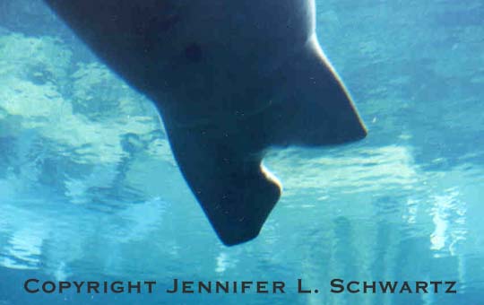 manatee_12.jpg (26018 bytes)