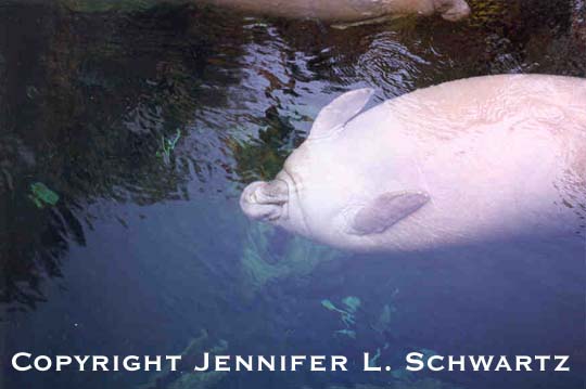 manatee_14.jpg (31181 bytes)