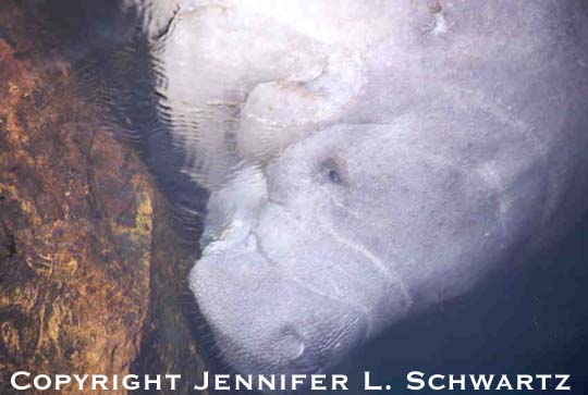 manatee_2.jpg (33524 bytes)