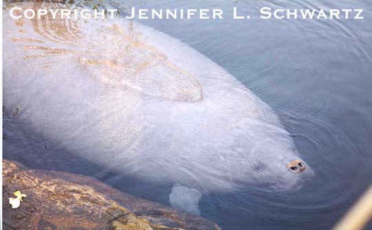 manatee_3.jpg (30895 bytes)