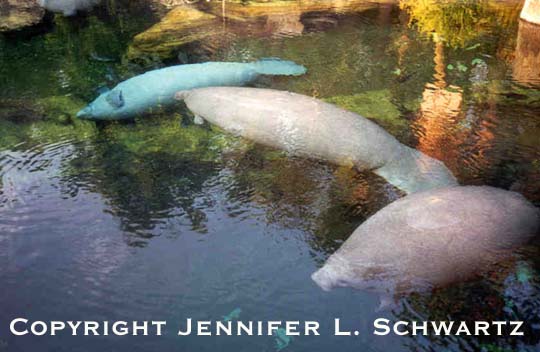 manatee_4.jpg (42432 bytes)