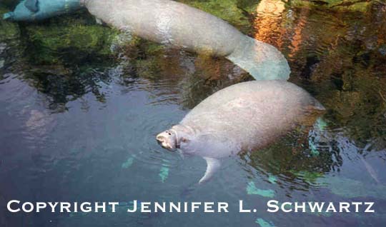 manatee_5.jpg (35878 bytes)