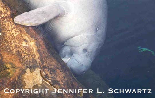 manatee_6.jpg (34760 bytes)