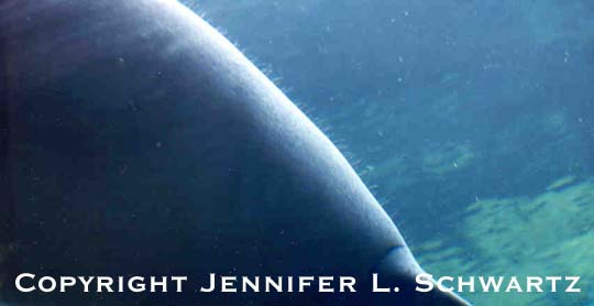 manatee_7.jpg (20790 bytes)