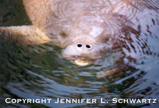 manatee_8.jpg (38149 bytes)