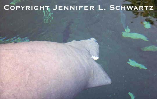 manatee_9.jpg (24886 bytes)