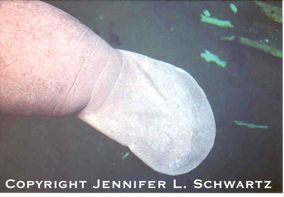 manateepaddle.jpg (31263 bytes)