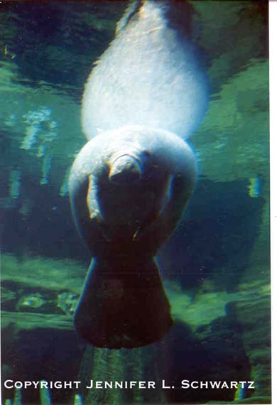 manateereflection.jpg (31524 bytes)