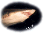Shark.gif (9708 bytes)
