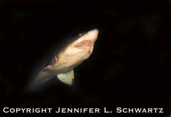 shark.jpg (18243 bytes)