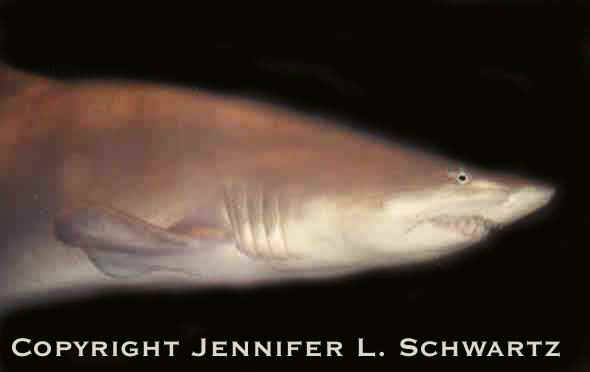 shark2.jpg (18687 bytes)