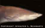 shark2_thu.jpg (7370 bytes)