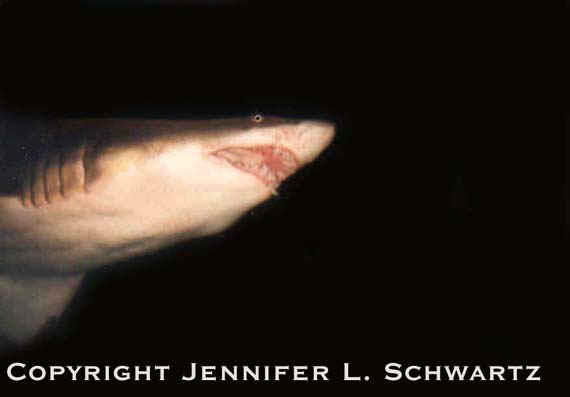 shark3.jpg (18890 bytes)