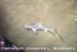 shark_2_thu.jpg (7239 bytes)