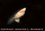 shark_thu.jpg (7256 bytes)