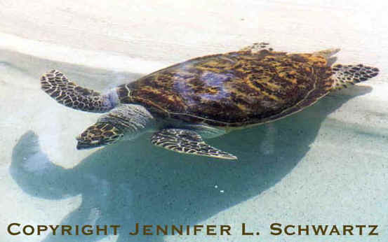 turtle.jpg (38207 bytes)