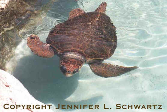 turtle2.jpg (43929 bytes)