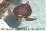 turtle2_thu.jpg (9434 bytes)