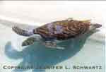 turtle_thu.jpg (8879 bytes)