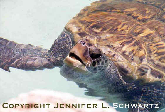 turtlebreath.jpg (47332 bytes)